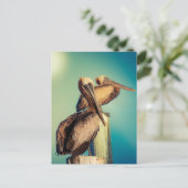 夜明けのペリカン ポストカード (スタンド正面)