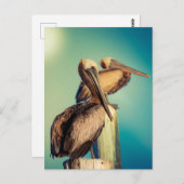 夜明けのペリカン ポストカード (正面/裏面)