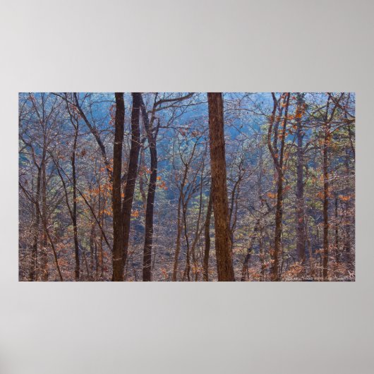 夜明けの冬の森の色ポスター ポスター (正面)
