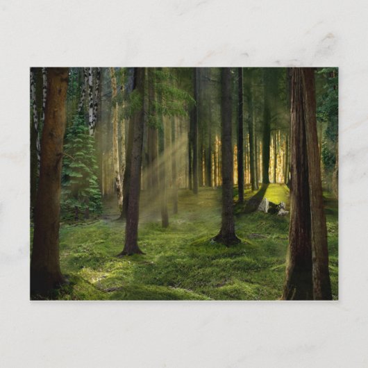夜明けの森 ポストカード (正面)