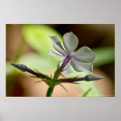 「夜明けの踊り」フロックス・ワイルドフラワーのポスター ポスター (正面)