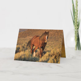 夜明けの野生の馬カードの野生のスイバの種馬 カード