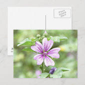 夜明け – マロー花 ポストカード (正面/裏面)