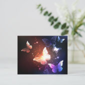 夜白熱［赤熱］光を放つ蝶 案内状 (スタンド正面)