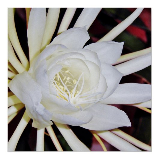 夜開きシカの角のようなシダ植物 ポスター (正面)