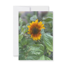 夢のような小さなひまわり