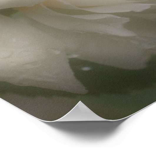 夢のような白いバラの花 ポスター (角)