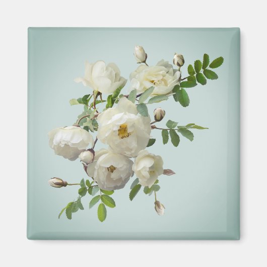 夢のような緑の磁石に白いバラ マグネット (正面)