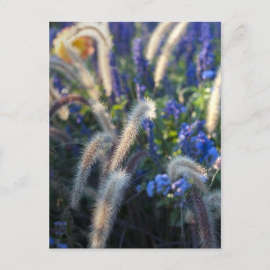 夢のような草原の花々 ポストカード (正面)