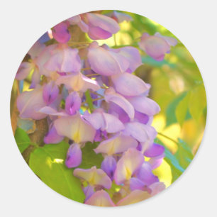 夢のような藤の花 ラウンドシール