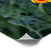 夢のカリフォルニアのポピーのポスター ポスター (角)