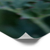 夢のカリフォルニアのポピーのポスター ポスター (角)