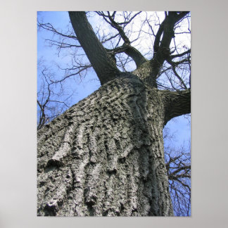 夢の木 ポスター