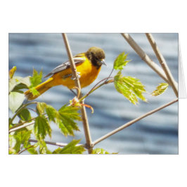 夢みるような朝の鳥カード