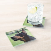 夢みるような（犬）ドーベルマン・ピンシェルの顔の絵画 ガラスコースター (アングル)