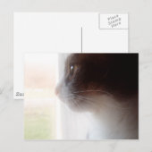 夢を見る猫 ポストカード (正面/裏面)
