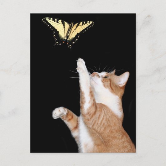 夢を追い求める ポストカード (正面)