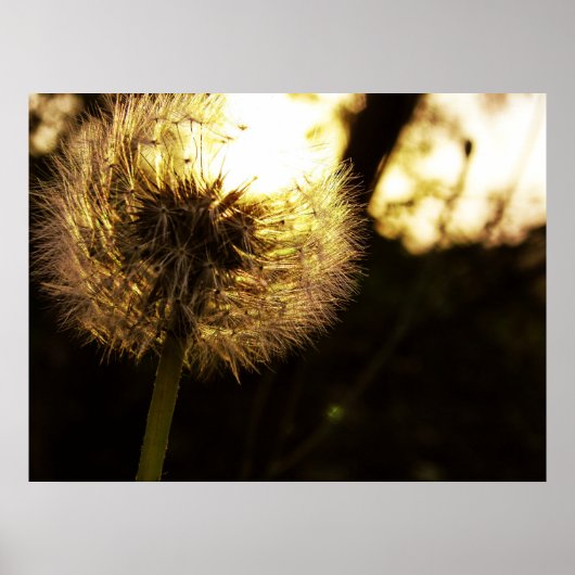 夢ダンディ見 ポスター (正面)