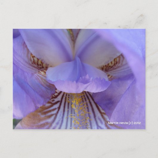 夢失ったに ポストカード (正面)