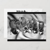 夢遊病ロットワイラー子犬 ポストカード (正面/裏面)