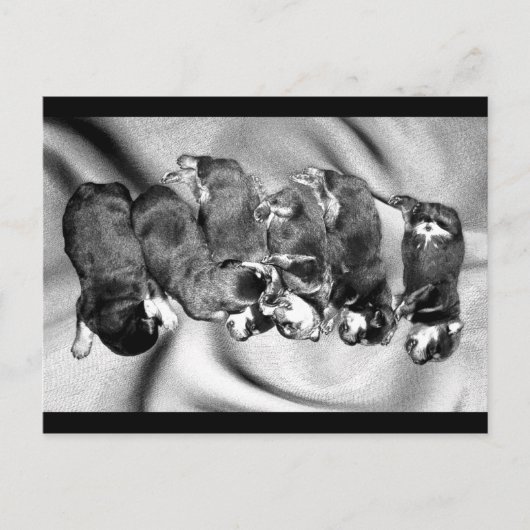 夢遊病ロットワイラー子犬 ポストカード (正面)