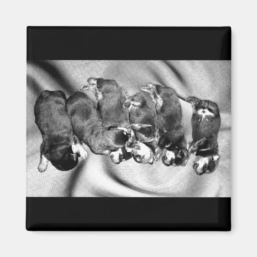 夢遊病ロットワイラー子犬 マグネット (正面)