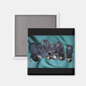 夢遊病ロットワイラー子犬 マグネット (正面/裏面)