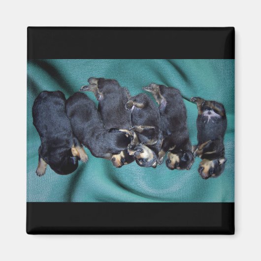 夢遊病ロットワイラー子犬 マグネット (正面)