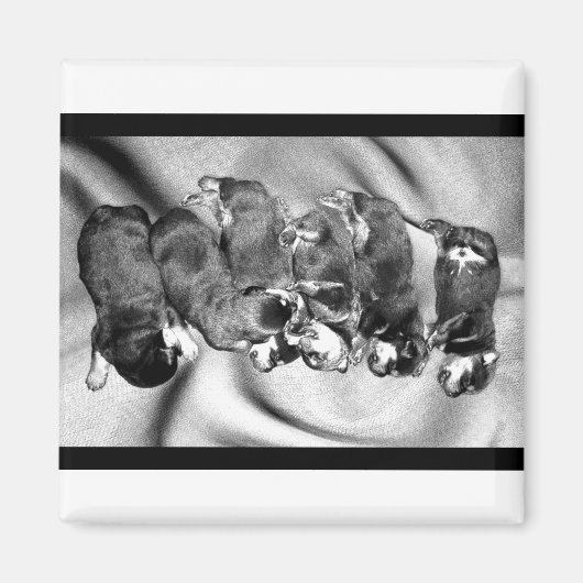 夢遊病ロットワイラー子犬 マグネット (正面)