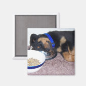 夢遊病ロットワイラー。 マグネット (正面/裏面)