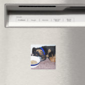 夢遊病ロットワイラー。 マグネット (インサイチュ (食洗機))