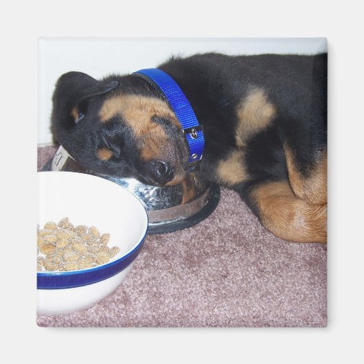 夢遊病ロットワイラー。 マグネット (正面)