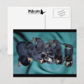 夢遊病児ロットワイラー ポストカード (正面/裏面)