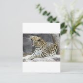 大あくび ポストカード (スタンド正面)