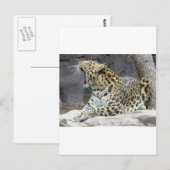 大あくび ポストカード (正面/裏面)