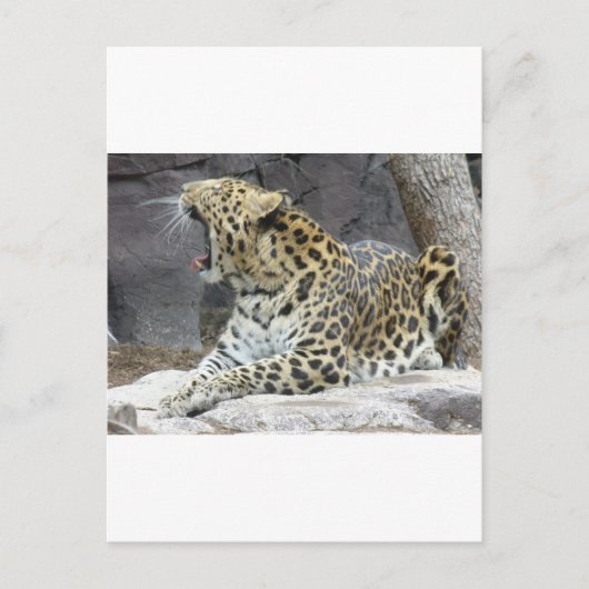 大あくび ポストカード (正面)