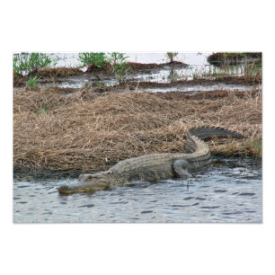 大きいわに写真の拡大 フォトプリント           
