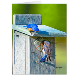 大きいカード8.5x11マットに入り込んでいる020ブルーバード