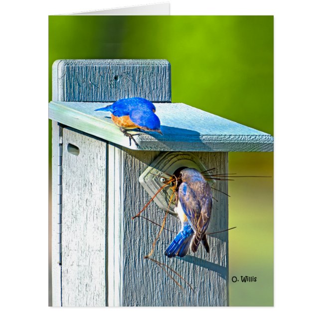 大きいカード8.5x11マットに入り込んでいる020ブルーバード (正面)