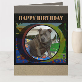 大きいカード | (犬)スタッフォードブルテリア誕生日 カード