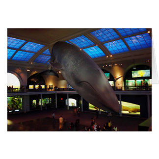 大きいシロナガスクジラ