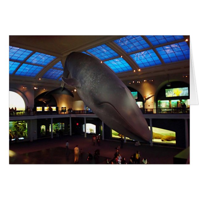 大きいシロナガスクジラ (正面横)