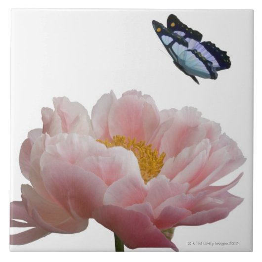 大きいピンクのシャクヤクは空気のようのによって訪問されます タイル (正面)