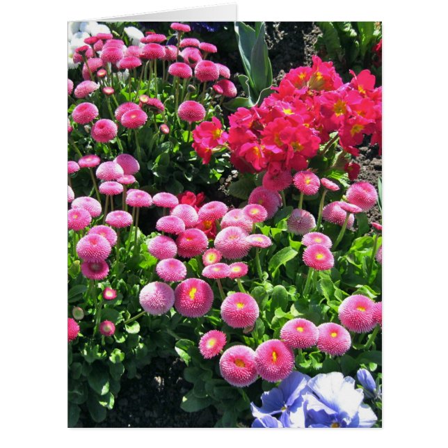 大きいピンクの庭のミイラ (正面)