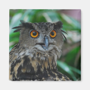 大きいフクロウの磁石 マグネット