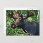 大きいムース ポストカード (正面/裏面)