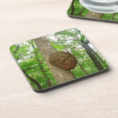 大きい封じられた蜂のスズメバチのはちの巣が付いている木 コースター (左側)