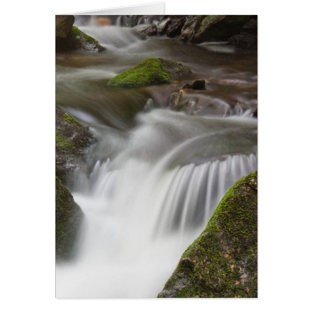 大きい月桂樹の枝 (正面)