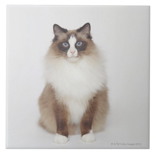 大きい毛皮で覆われた猫 タイル (正面)