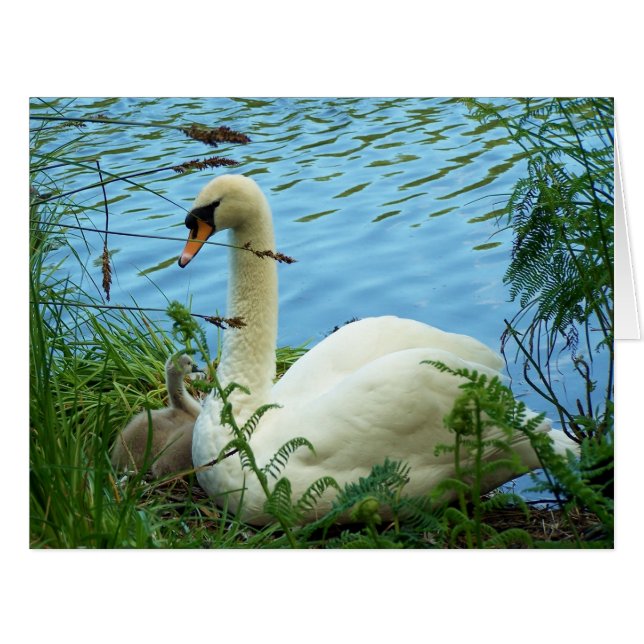 大きい白鳥の巣 (正面横)